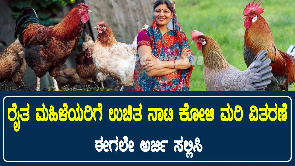 Poultry Scheme