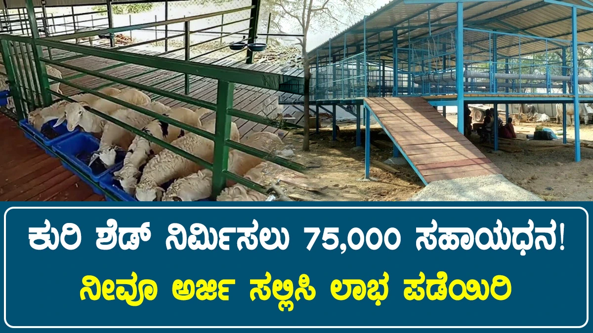 sheep-shed-subsidy
